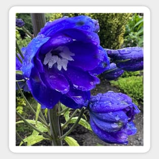 Blue Delphinium in the Rain Sticker